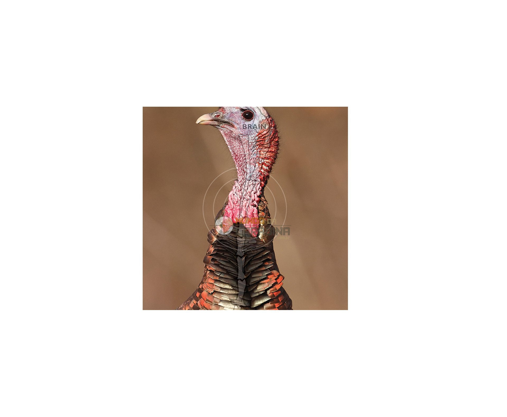 Alvo Caldwell - The Natural Series Turkey